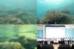 Coral species thriving undisturbed adjacent to HIP breakwater